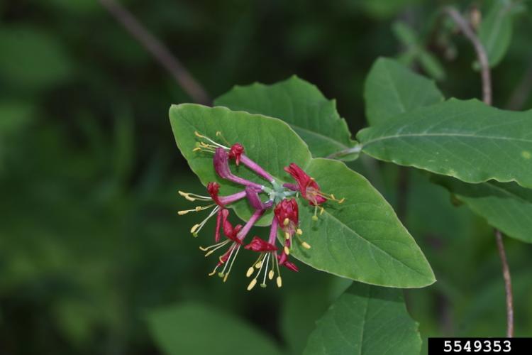 Honeysuckle, Vine Vermont Invasives